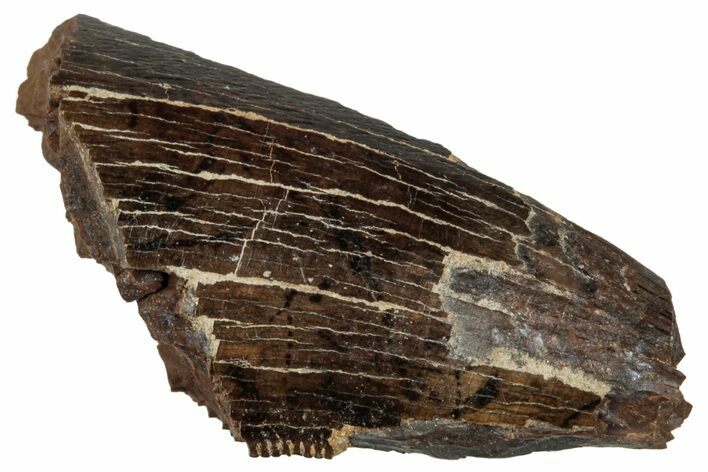 Tyrannosaur Tooth Fragment - Judith River Formation #276510